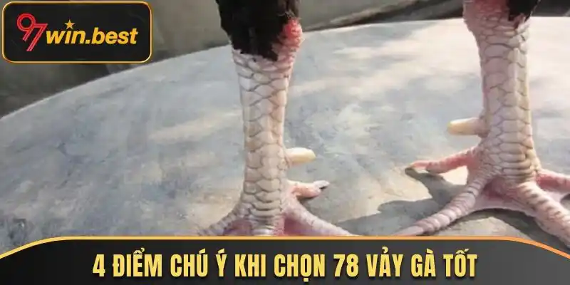 4 điểm chú ý khi chọn 78 vảy gà tốt nên chọi 