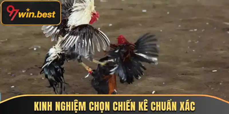 Đá gà cựa dao cùng kinh nghiệm chọn chiến kê chuẩn xác