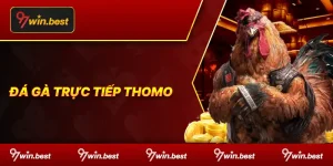 đá gà trực tiếp thomo tại 97win