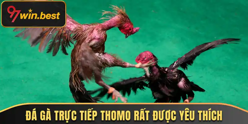 Đá gà trực tiếp Thomo rất được yêu thích 