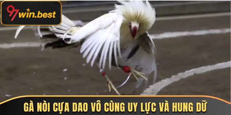 Gà nòi cựa dao vô cùng uy lực và hung dữ