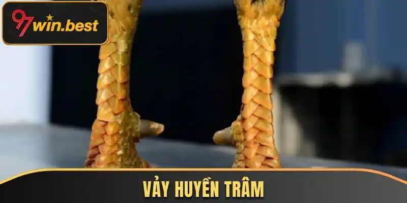 Huyền Trâm nằm trong danh sách 78 vảy gà tốt nên chọi 