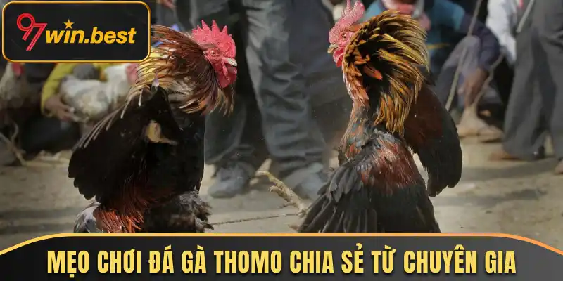 Mẹo chơi đá gà Thomo chia sẻ từ chuyên gia 