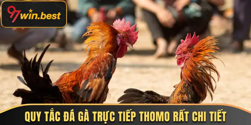 Quy tắc đá gà trực tiếp Thomo rất chi tiết 